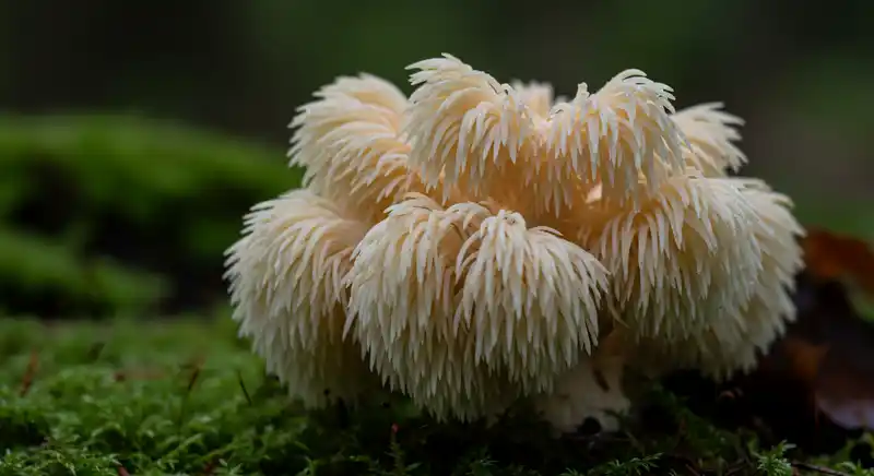 lion's mane