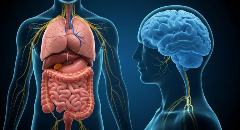 gut brain connection
